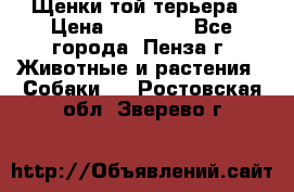 Щенки той терьера › Цена ­ 10 000 - Все города, Пенза г. Животные и растения » Собаки   . Ростовская обл.,Зверево г.